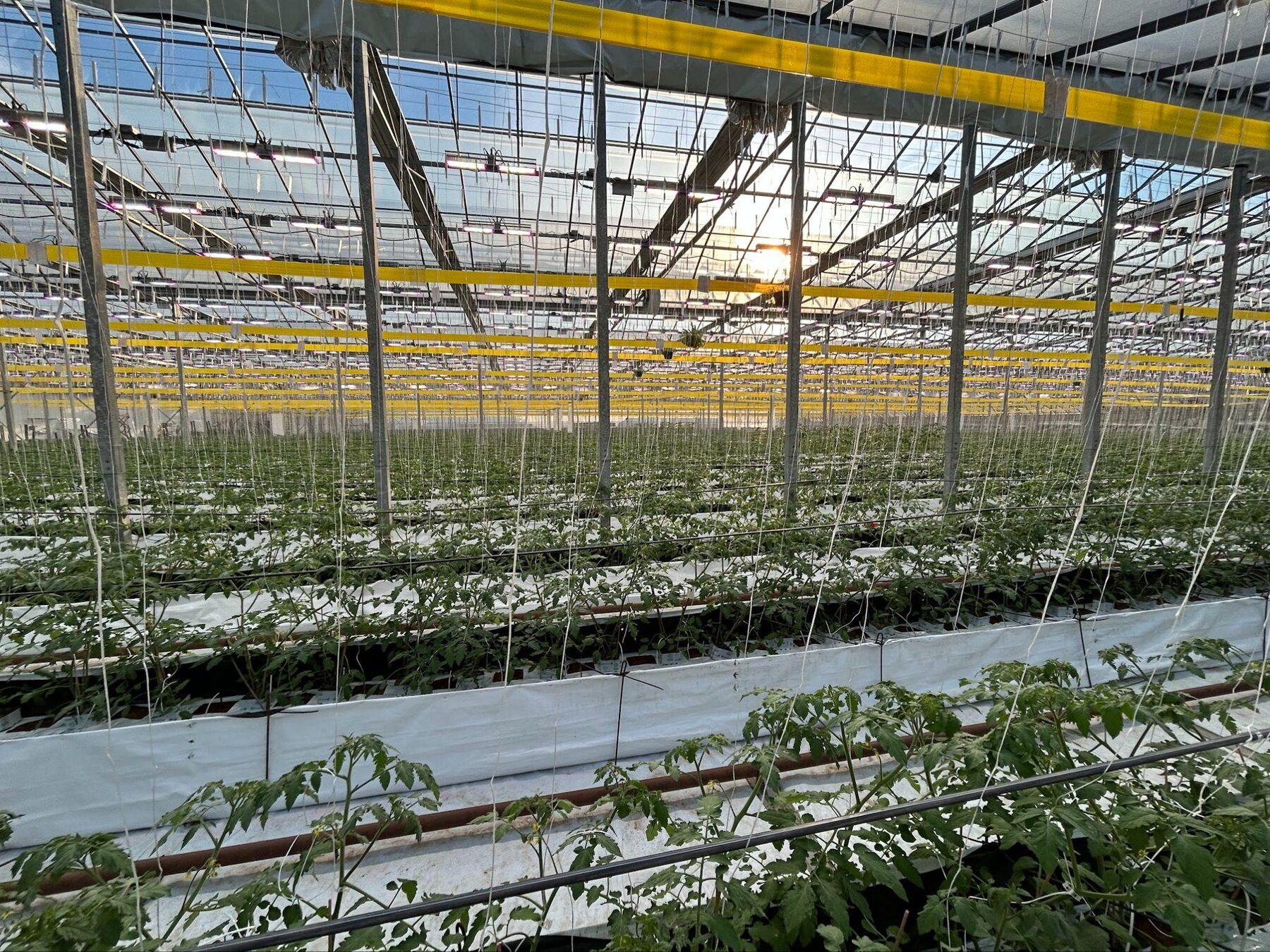 Intérieur d’une serre commerciale de tomates au Québec