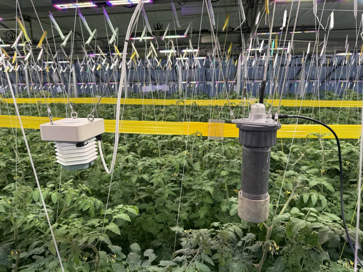 SentiFlora près d’un capteur ePAR externe en option dans une serre