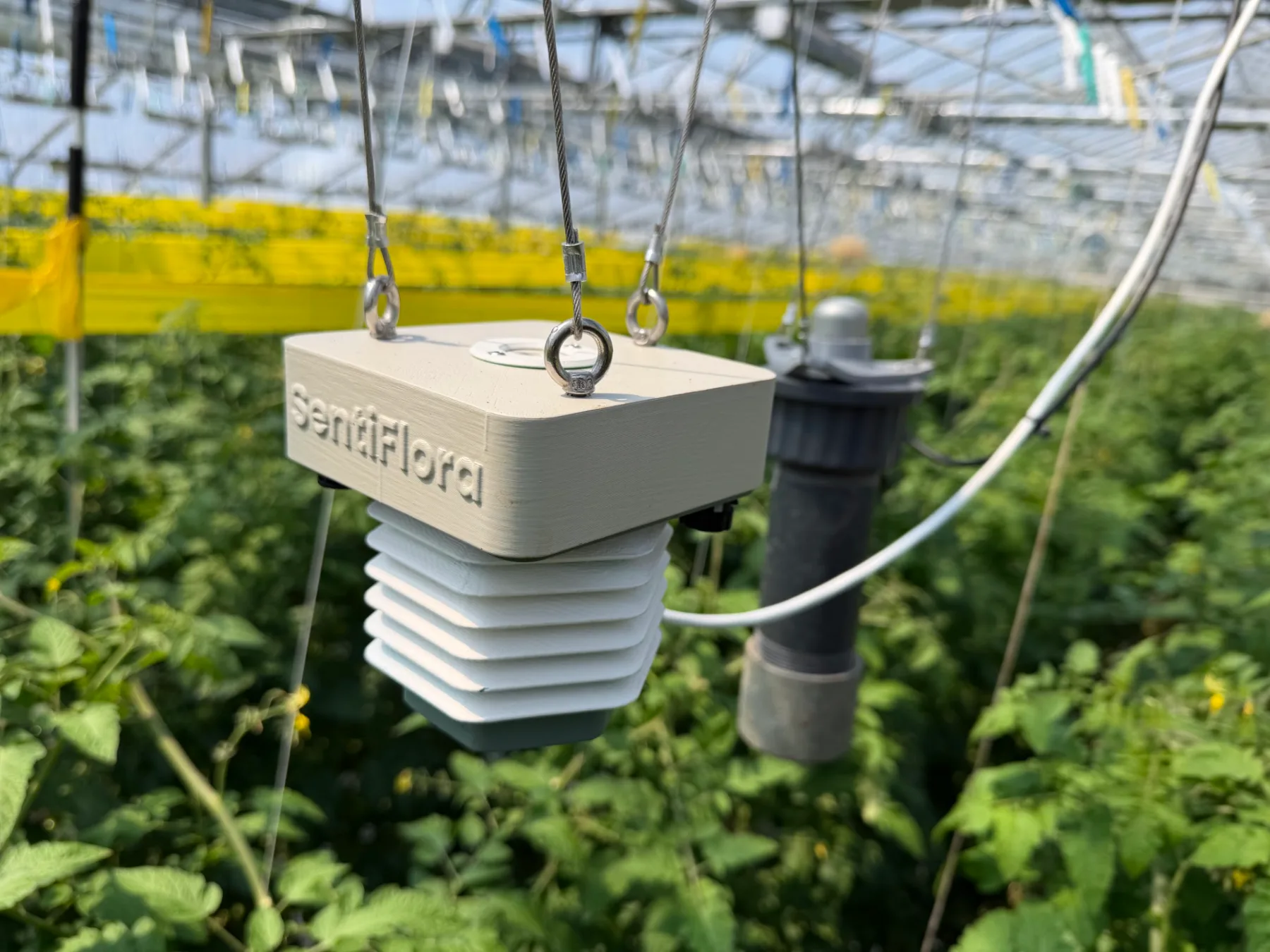 SentiFlora installé dans le couvert végétal des tomates